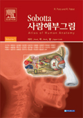 Sobotta사람해부그림(2vols)-Atlas of human anatomy head neck upper limb