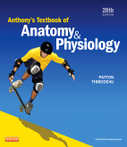 Anthony's Textbook of Anatomy and Physiology-20판